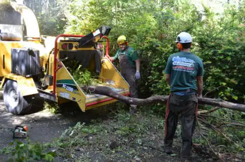 tree services Kotzebue